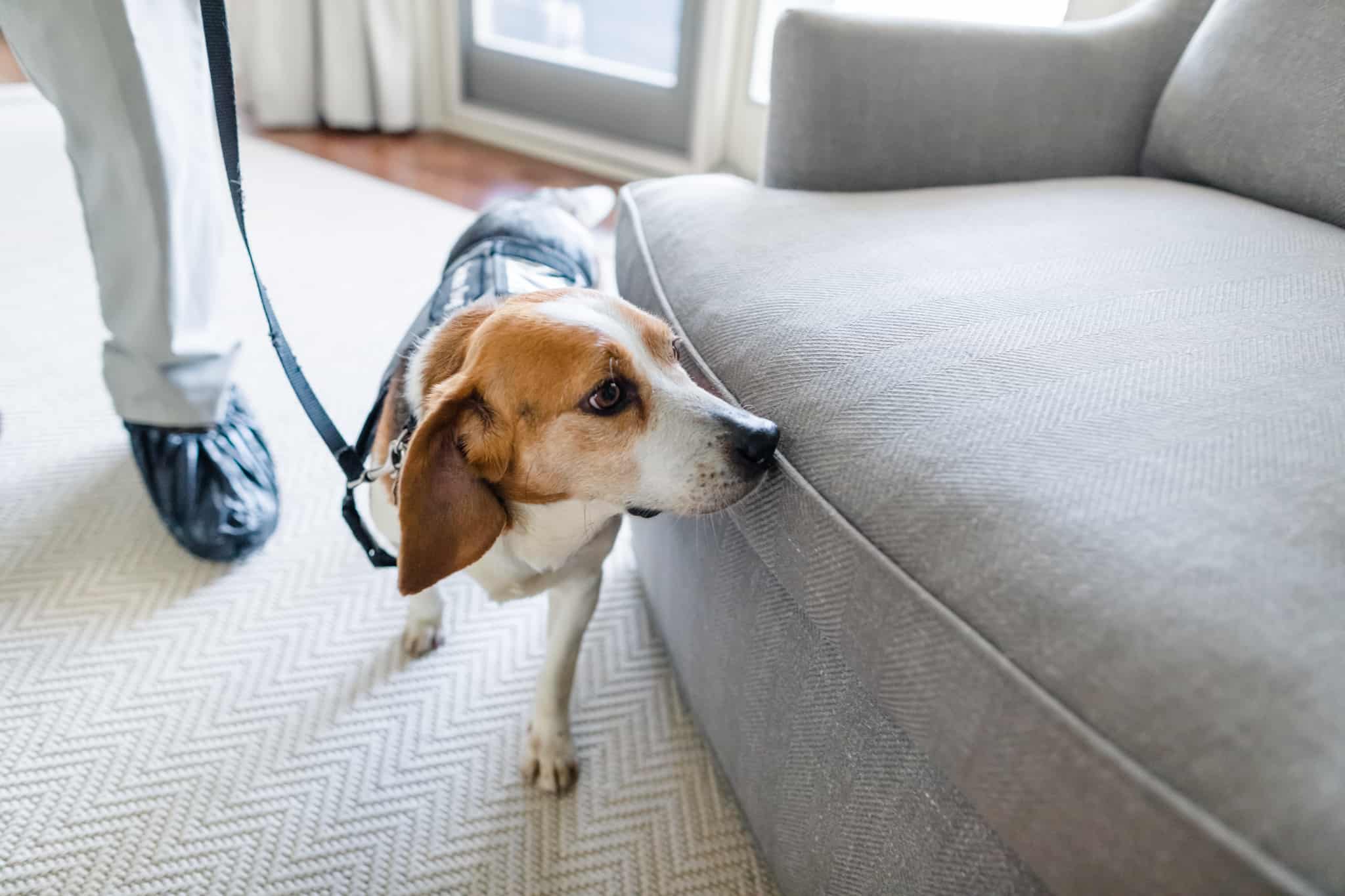 canine detection bed bugs.